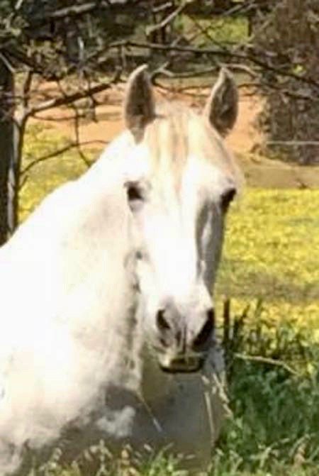 apreeto Petra Webstein - Founder of Dancing with my Horses