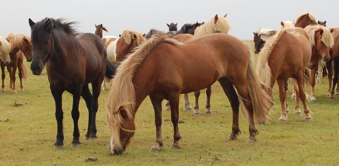 Your thoughts & emotions influence the connection to your horse