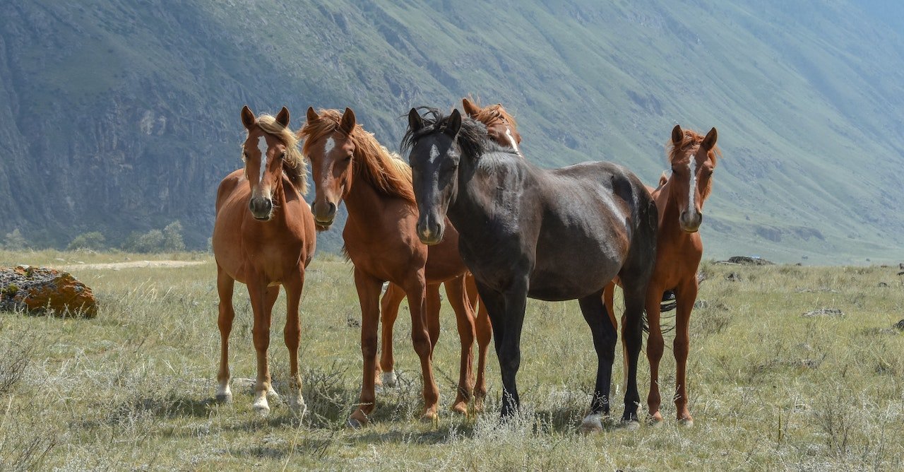 Horse herd on green grass field